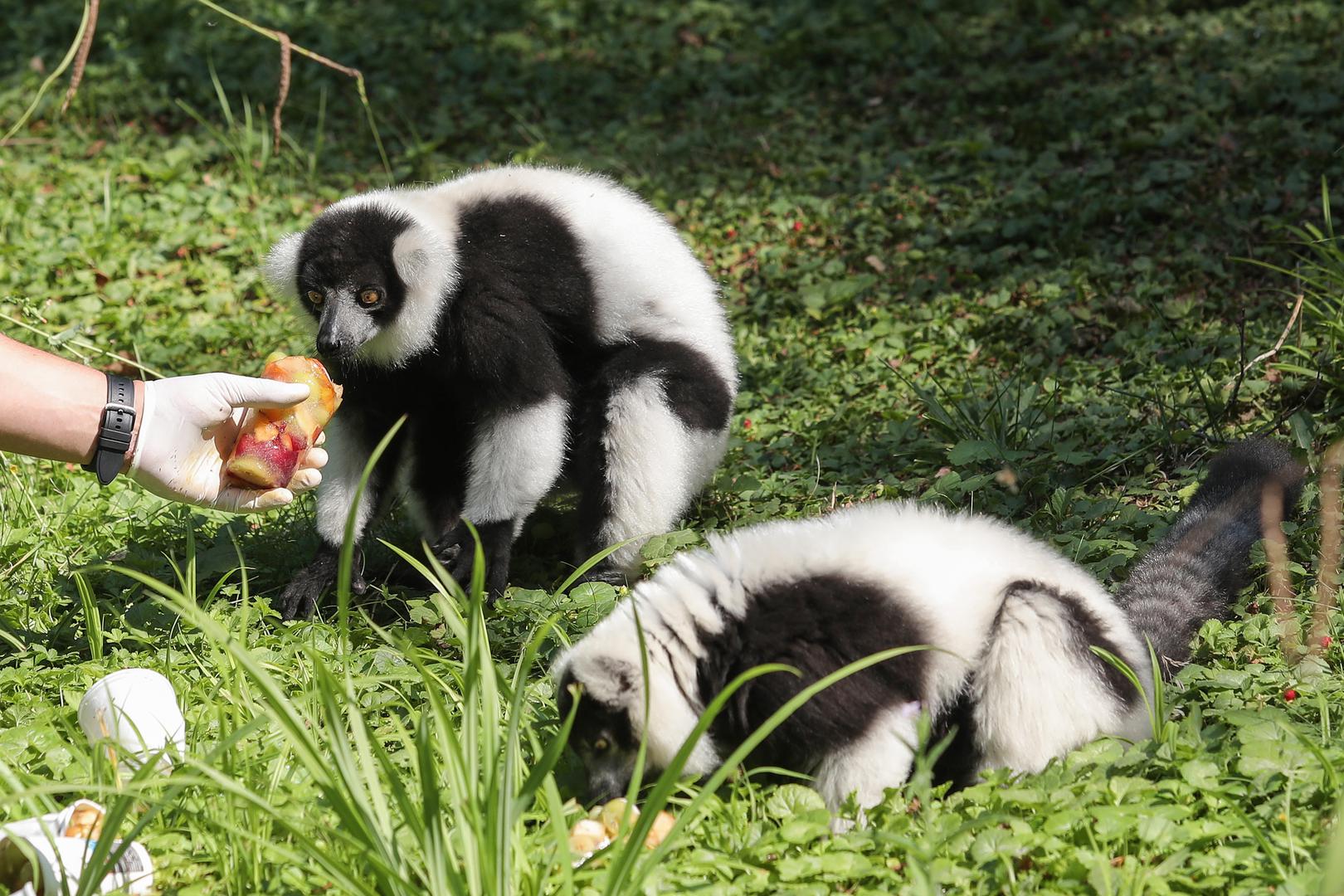 Lemuri su se tako u petak rashladili sladoledom, koji im je pripremljen kako bi se lakše nosili s visokim temperaturama. 