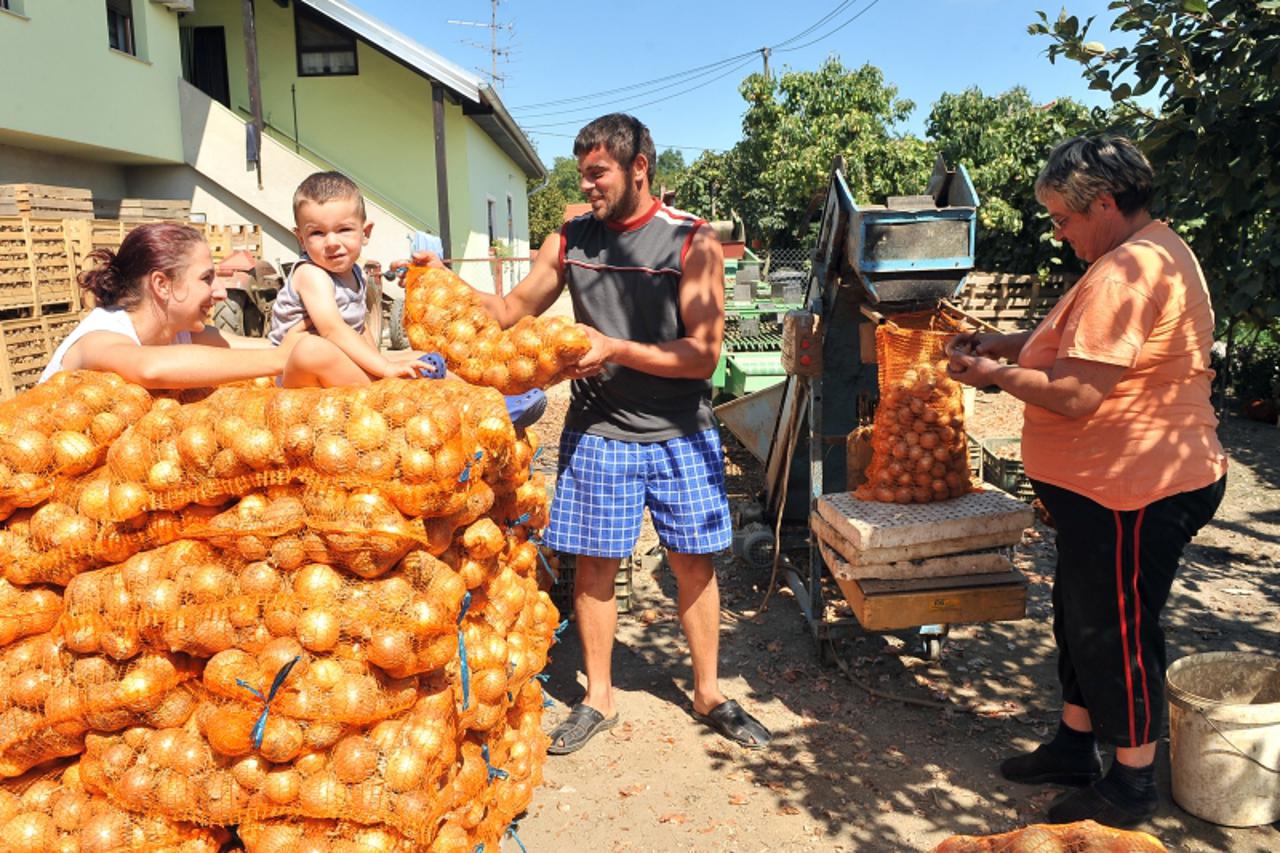 '17.08.2011., Kursanec, Pocetkom kolovoza obitelji Mozes ukradeno je vise od 4 tone luka kojeg su lopovi odnijeli s oranice.  Photo: Marko Jurinec/PIXSELL'