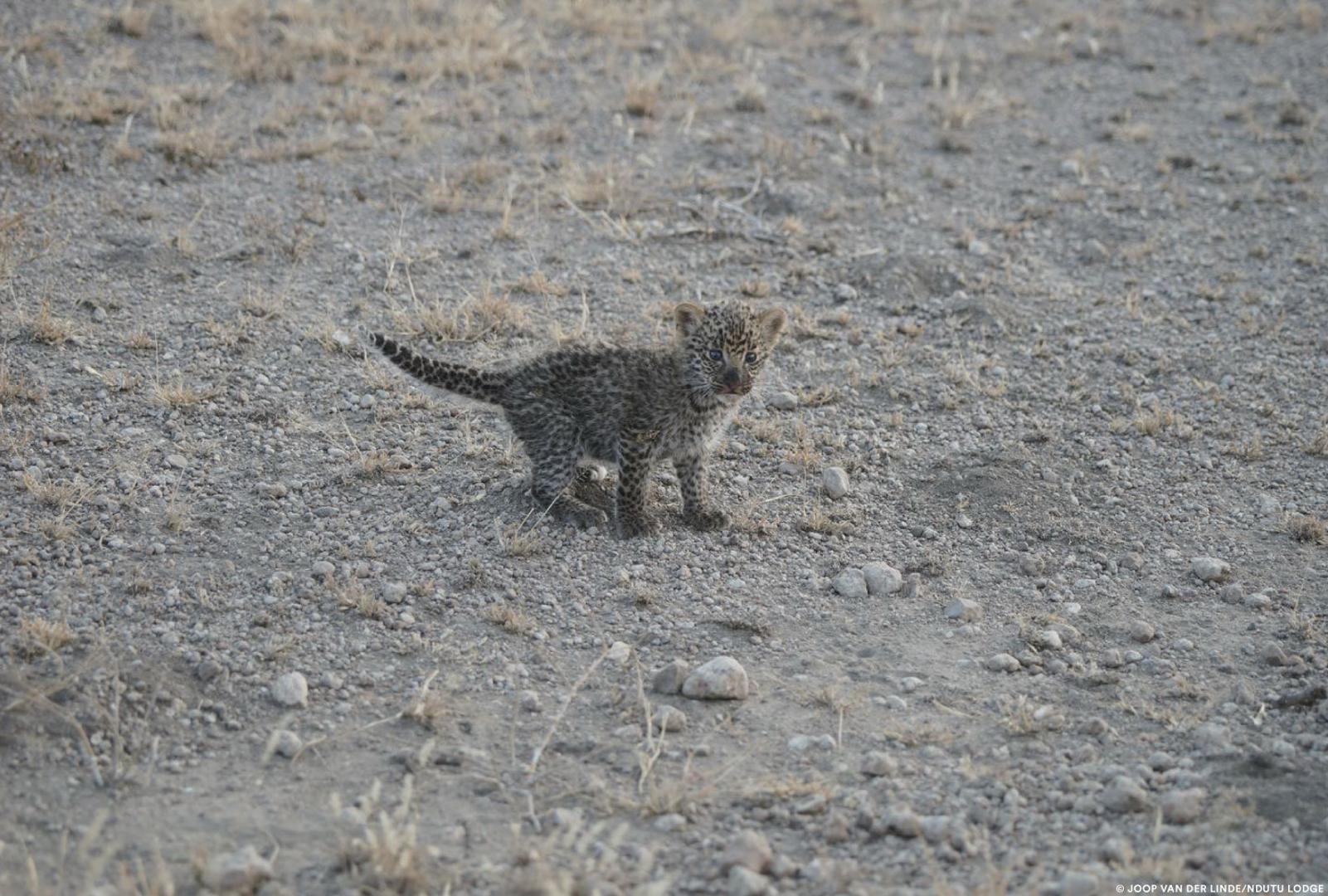 Za stručnjake ostaje misterij zašto je lavica preuzela brigu o leopardu.