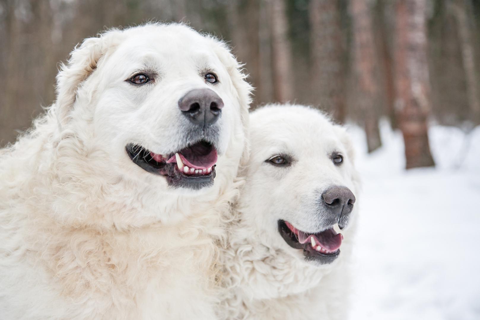 Kuvasz: Kuvasz na turskom znači 'naoružani čuvar plemstva', što je prikladno ime za ovog psa zaštitničkog i kraljevskog izgleda. Ova pasmina ima snježno bijelu dvostruku dlaku, idealnu za grijanje. Njihovi izvrsni zaštitnički instinkti i visoka sposobnost treniranja čine ih poželjnim suputnicima za planinske avanture.