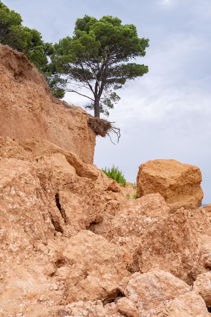 13.07.2023., Vrgada - Vecernjakova turisticka patrola. Stablo odoljeva eroziji tla.  Photo: Dino Stanin/PIXSELL