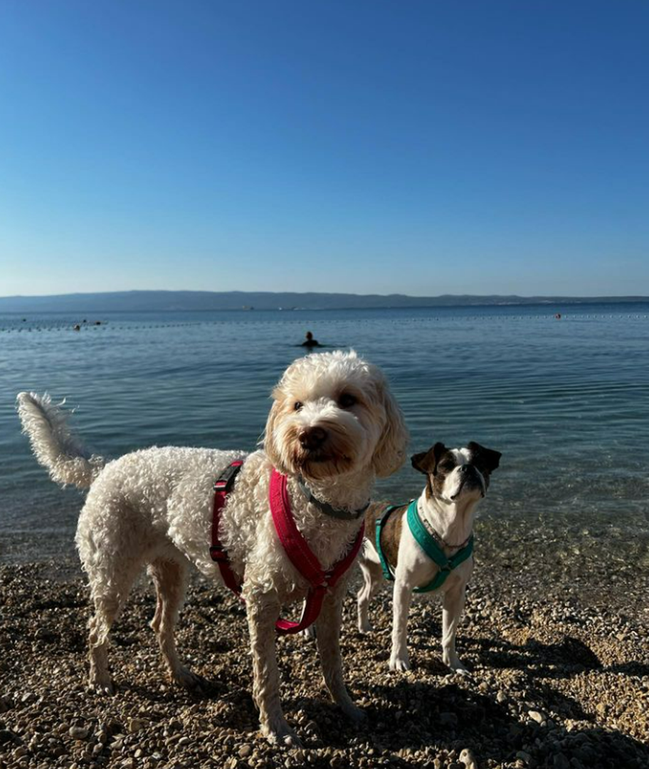 Dio plaže Duilovo u Splitu dobilo je status pseće plaže. Plaža je lokacijski lako dostupna, te se do nje bez problema dopješači iz bilo kojeg dijela Splita
