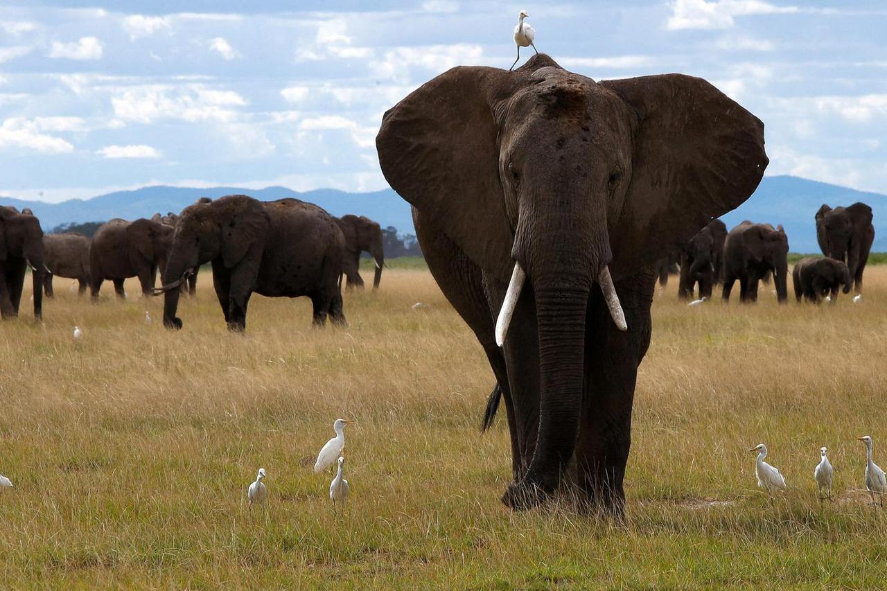 FILE PHOTO: A bird perches on an elephant as it walks at the Amboseli National Park in Kajiado County