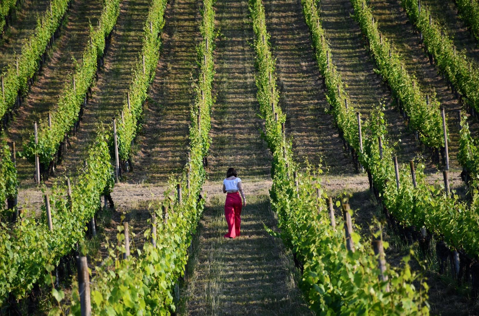 19.06.2021., Brodski Stupnik - U vinogradima ispred vinskog hotela „Stupnicki Dvori“ odrzana je po prvi put enolosko-gastronomska manifestacija „Zalazak u vinogradu“ u organizaciji Turisticke zajednice Meridiana Slavonica i TZ Brodsko-posavske zupanije. 
Photo: Ivica Galovic/PIXSELL