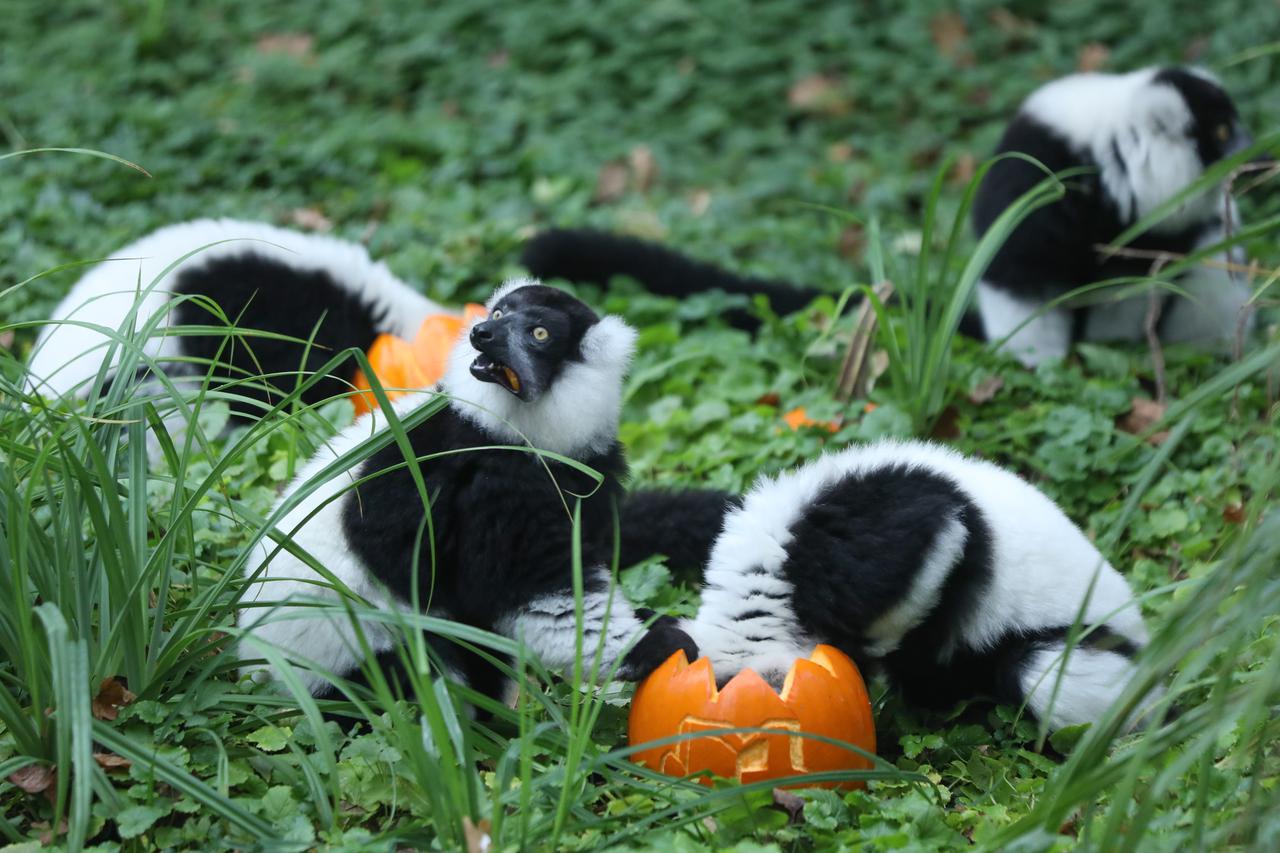 Tradicionalno darivanje izrezbarenih bundeva životinjama Zoološkog vrta u Zagrebu