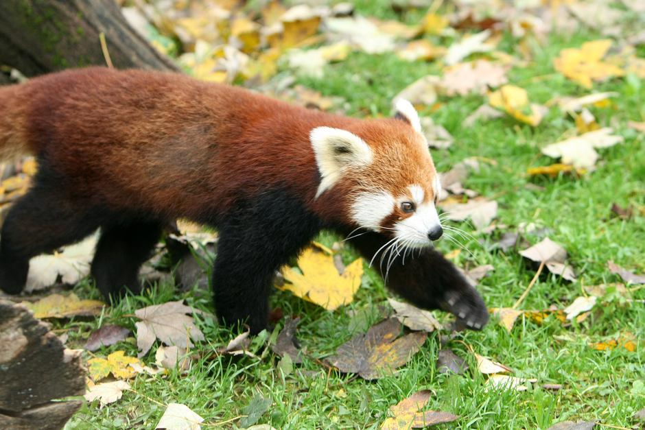 Crveni panda ZOO