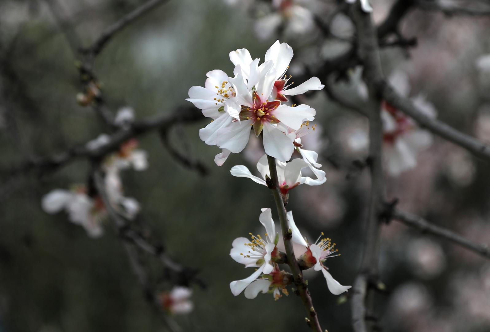 07.02.2024.,Sibenik-Zbog velikih promjena temperatura i zatopljenja procvjetali su badem a i pcele su pocele sakupljati slatke sokove.  Photo: Dusko Jaramaz/PIXSELL