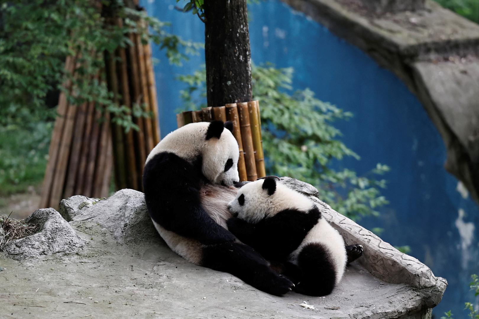 Velika panda, pronađena u središnjoj Kini, nije samo sinonim za uspješne napore za očuvanje divljih životinja, već je poznata i po tome što je nevjerojatno slatka. 