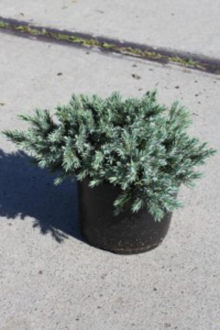  JUNIPERUS cijena: 34,00 kn