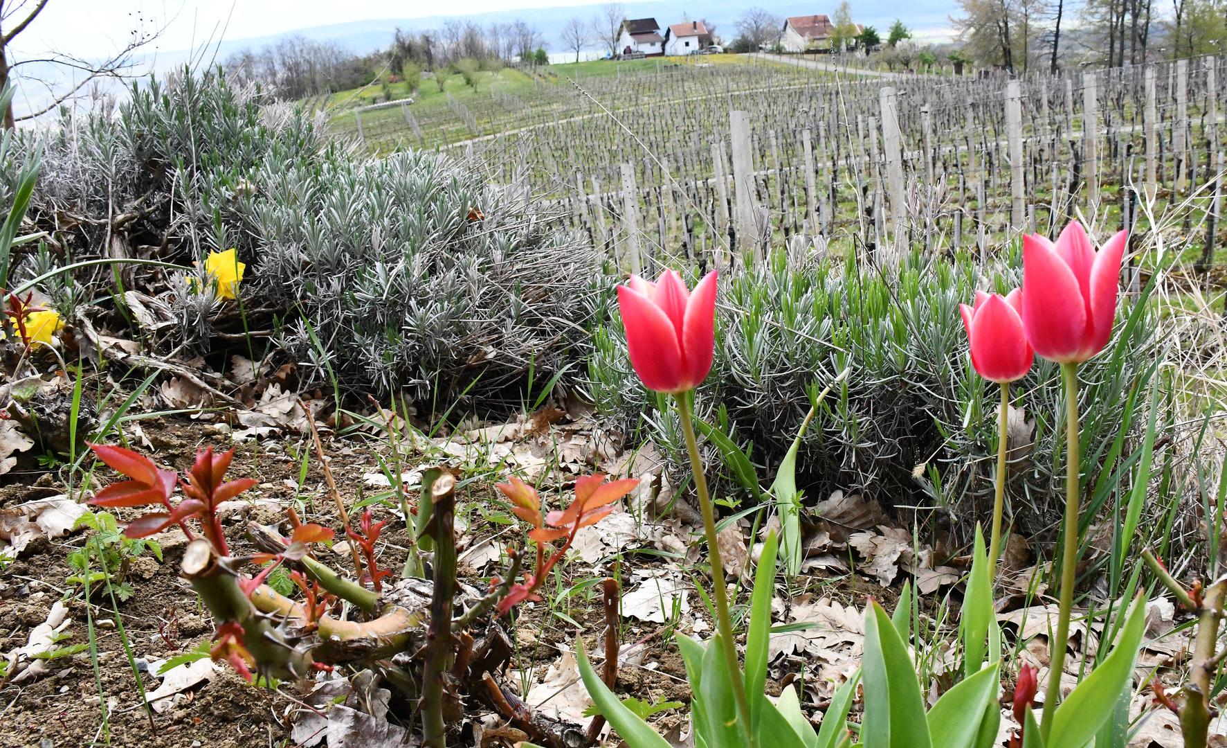 15.04.2021., Pleternica - Turisticka patrola Pleternica. Trg becarca, Interpretacijski centar Terra Panonica, Cesta ruza i vina. 
Photo: Ivica Galovic/PIXSELL