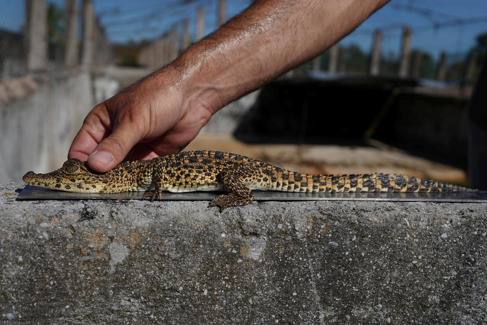 A Cuban crocodile (Crocodylus rhombifer) has its measurements checked at a crocodile hatchery at Zapata Swamp, Cienaga de Zapata, Cuba, August 25, 2022. Cuban crocodiles, an endemic species found only here and in a swamp on Cuba's Isle of Youth, are critically endangered and have the smallest natural habitat left of any living crocodile species, scientists say.       REUTERS/Alexandre Meneghini     SEARCH "MENEGHINI ZAPATA CROCODILES" FOR THIS STORY. SEARCH "WIDER IMAGE" FOR ALL STORIES. Photo: ALEXANDRE MENEGHINI/REUTERS