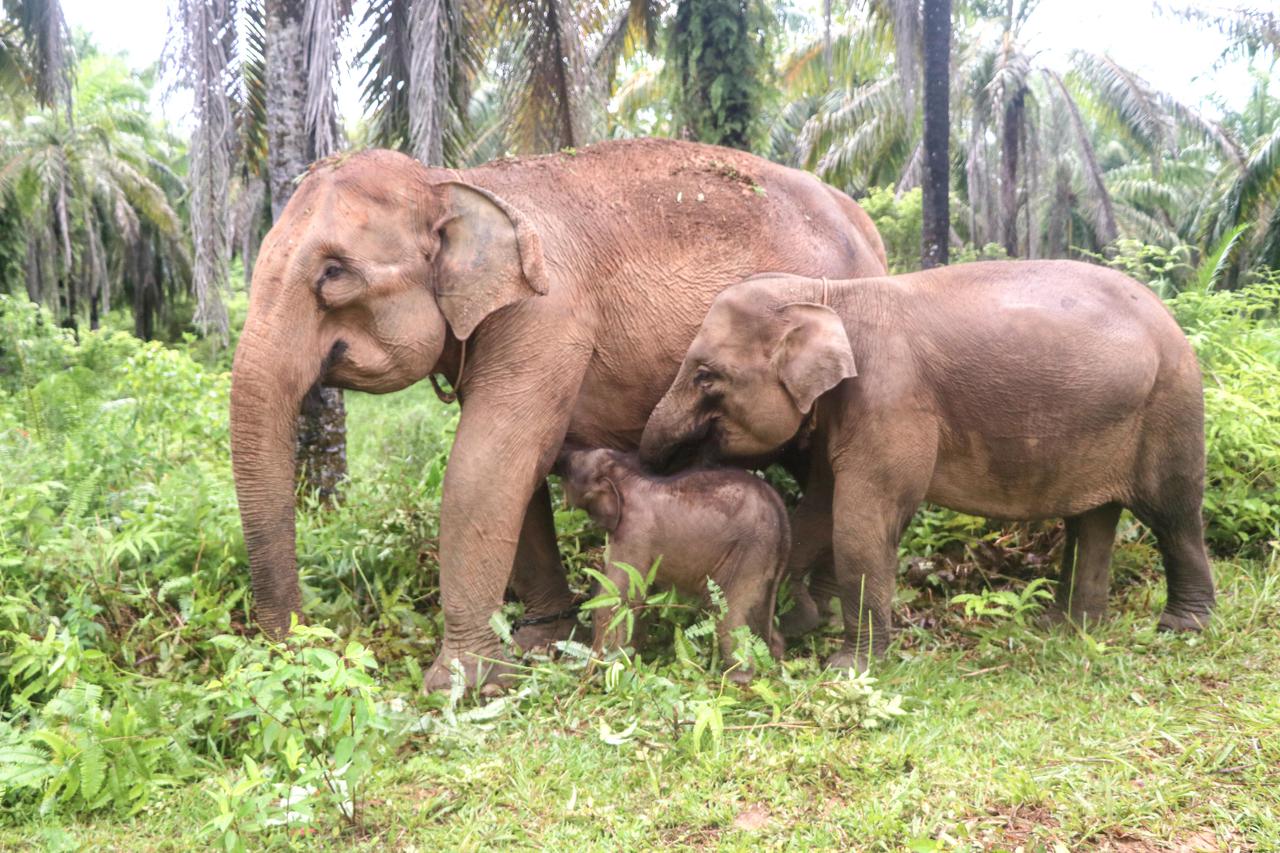 Indonezija: Slonovi u Jedinici za spašavanje prirode