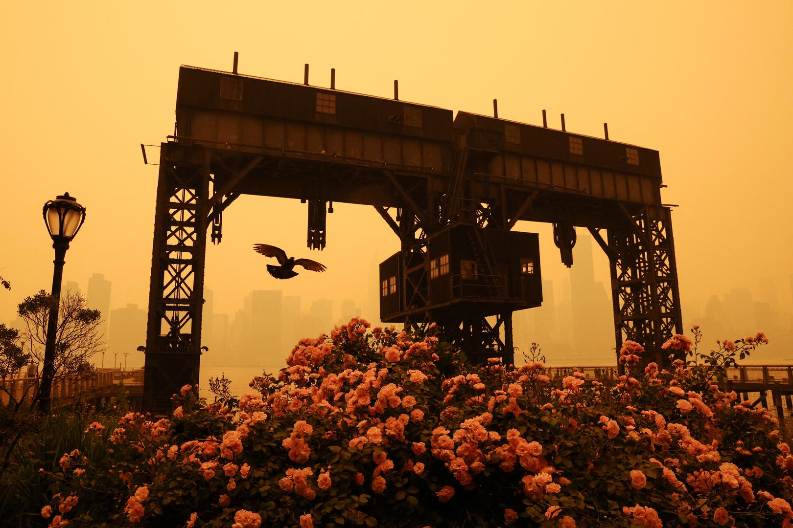 A bird flies at Gantry Plaza State Park as haze and smoke from the Canadian wildfires shroud the Manhattan skyline in the Queens Borough of New York City, U.S., June 7, 2023. REUTERS/Shannon Stapleton Photo: SHANNON STAPLETON/REUTERS