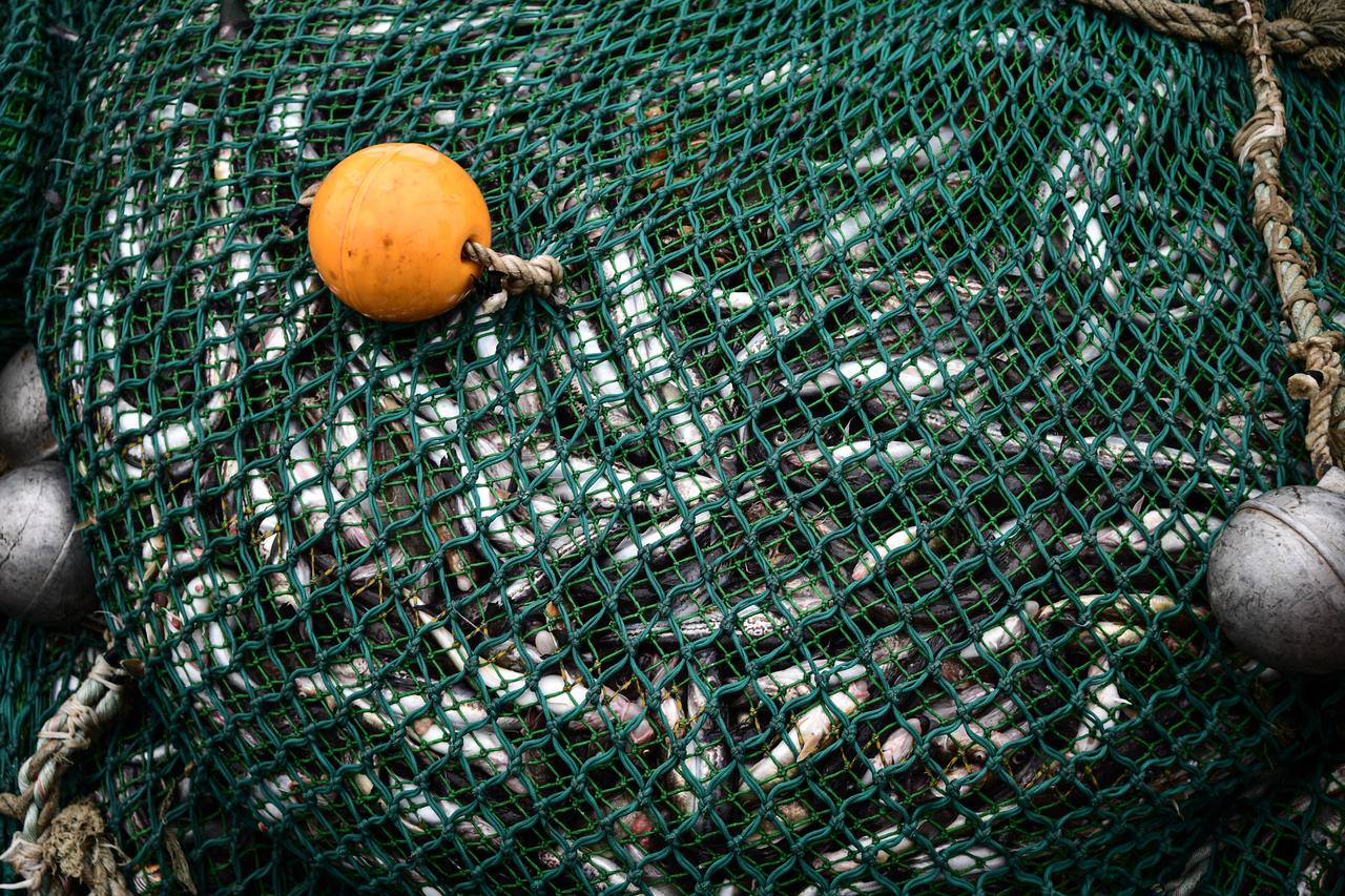 Commercial fishing of Alaska pollock in Peter the Great Bay