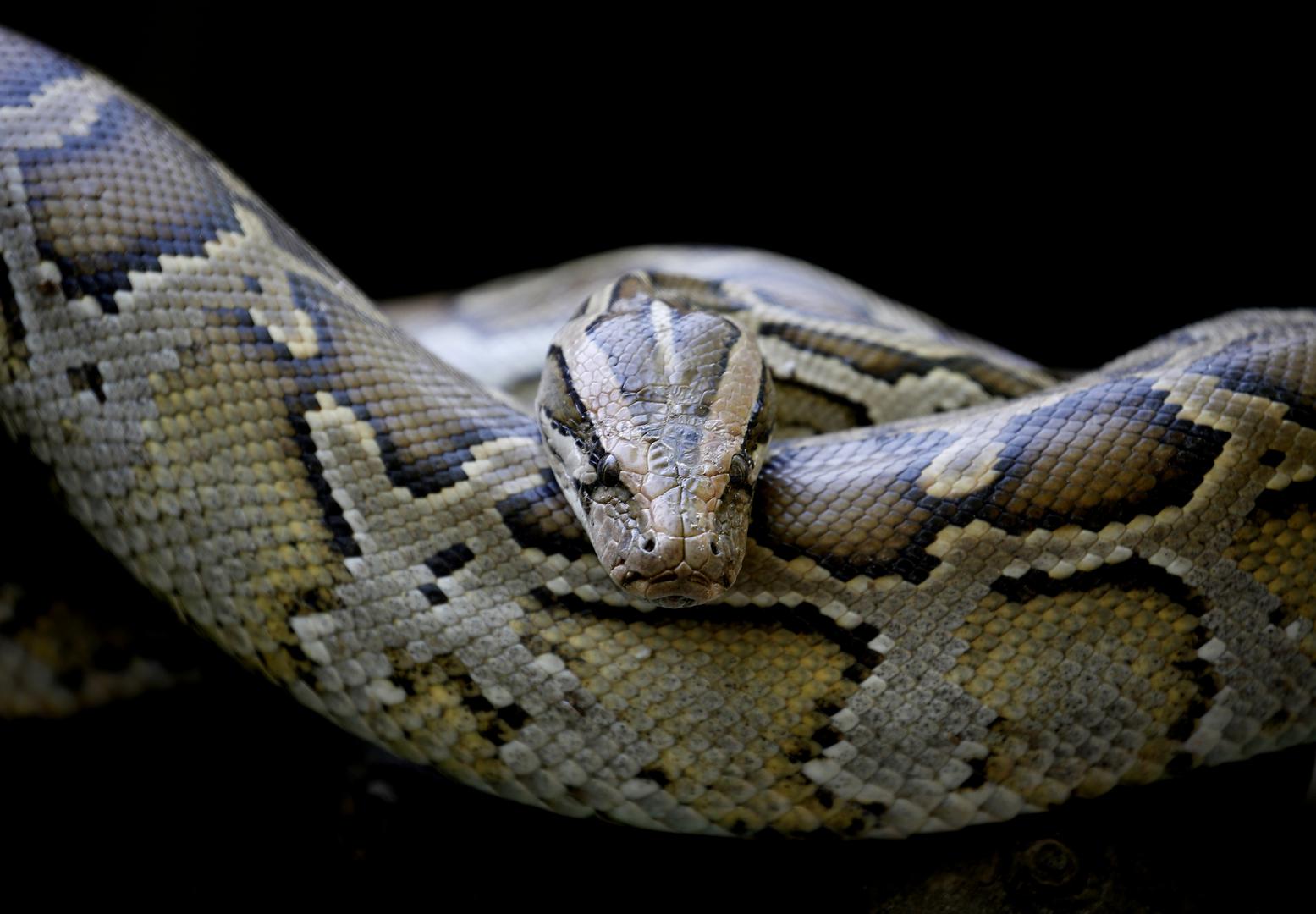 Afrički stjenoviti piton (Python sebae) - do 6 metara pak je peta najduža zmija na svijetu, a smatra se snažnim predatorom afričkih savana.
