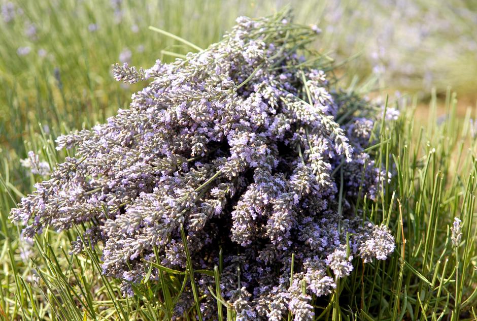 lavanda