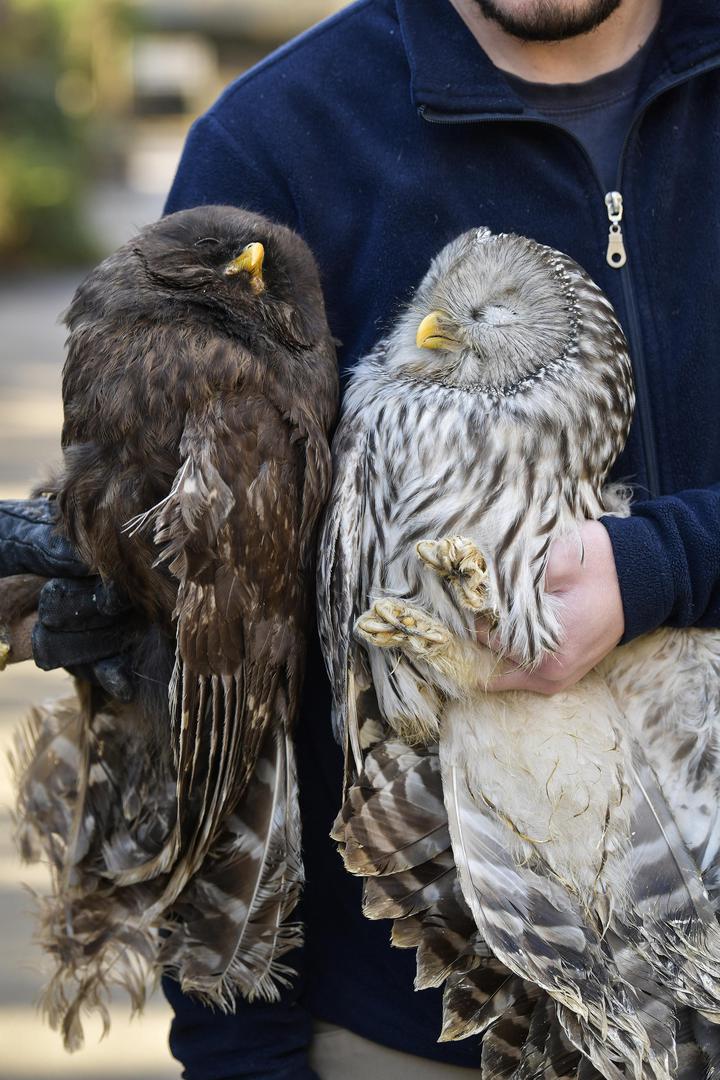 01.12.2021., Zagreb-  Ozlijedjene sove koje se nalaze na lijecenju u Zooloskom vrtu.