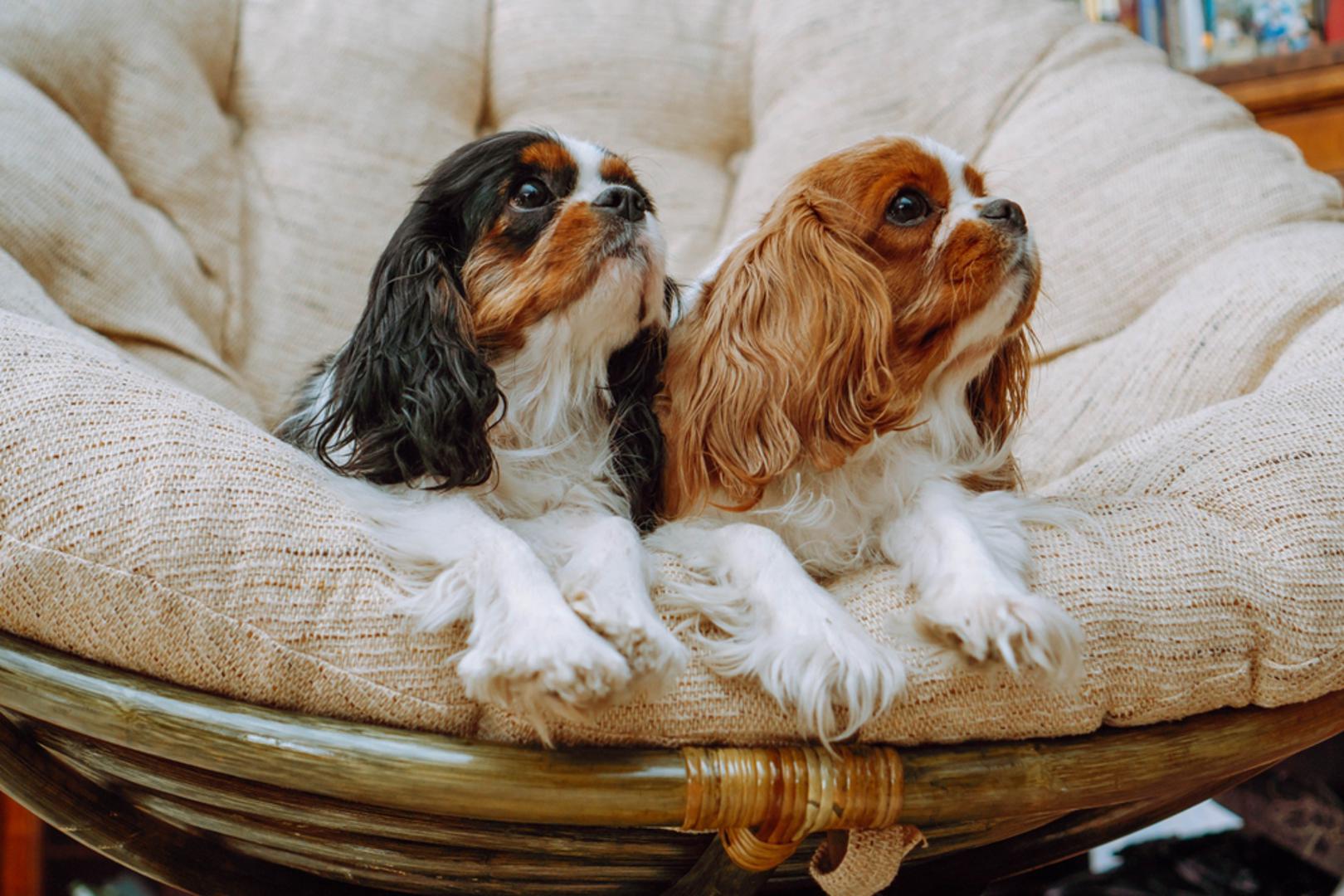 Cavalier King Charles španijel  Ova mala, elegantna pasmina poznata je po svom prilagodljivom i ljubaznom karakteru. Potrebno im je umjereno vježbanje, a uživaju u maženju. Nisu veliki pa će se odlično snaći u smanjim stambenim jedinicama.
