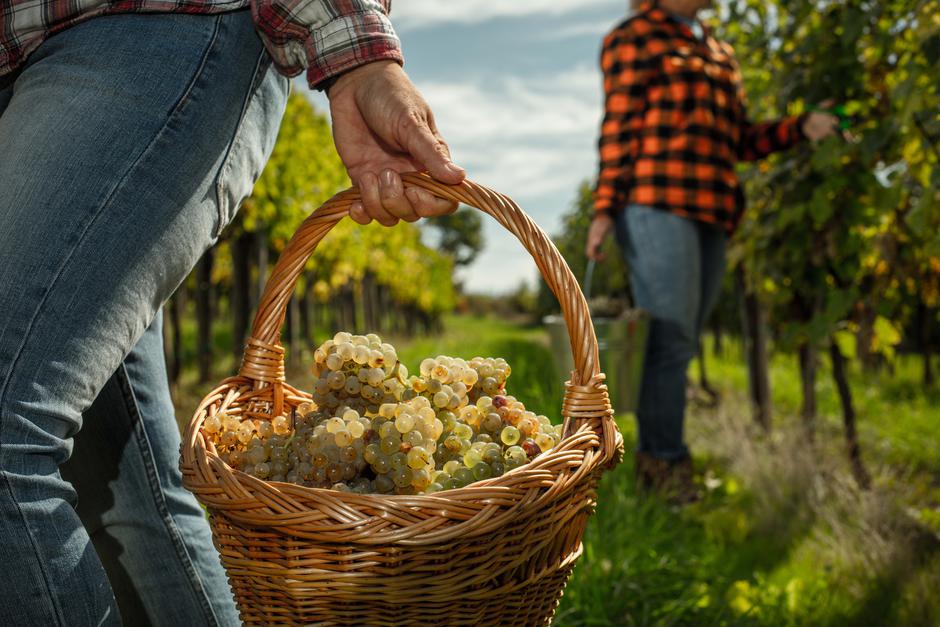 Vinarija Kutjevo