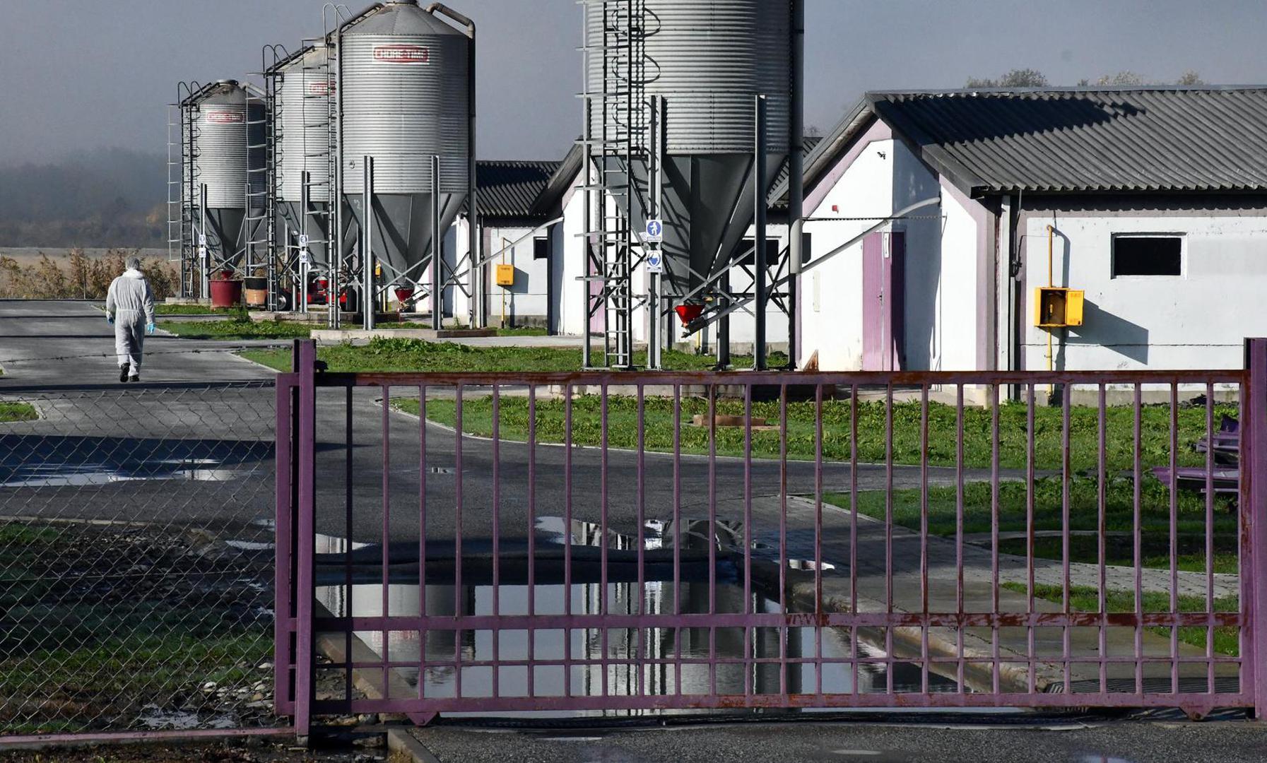 16.11.2023., Slavonski Kobas - Vindonova farma purana u blizini Oriovca na kojoj je otkrivena pticja gripa. Photo: Ivica Galovic/PIXSELL