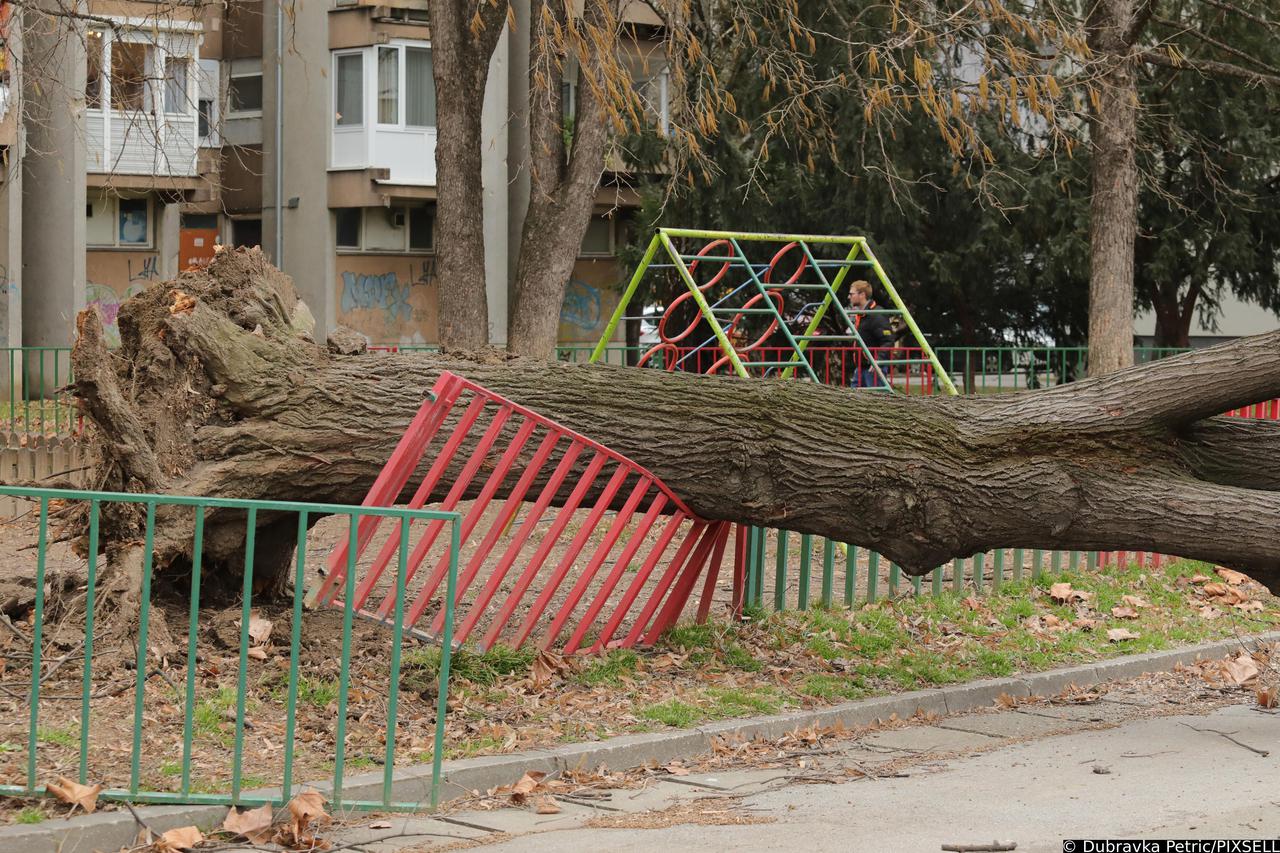 Zagreb: Vjetar srušio stablo jablana, oštećeno više automobila