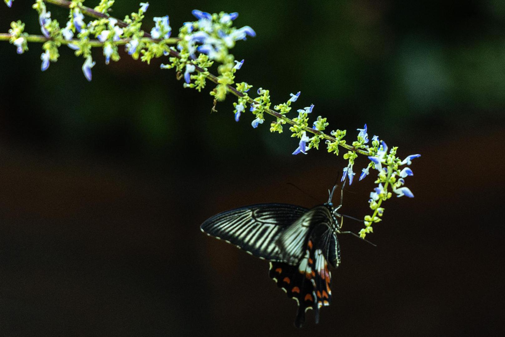 U našim krajevima, trećina leptira ugrožena je radi pretjerane upotrebe pesticida i herbicida, gubitka staništa te klimatskih promjena.