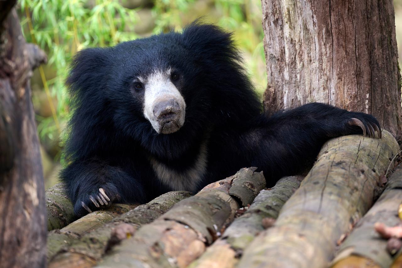 Medvjed ljenjivac istražuje novoure?enu nastambu zoološkog vrta u Muensteru