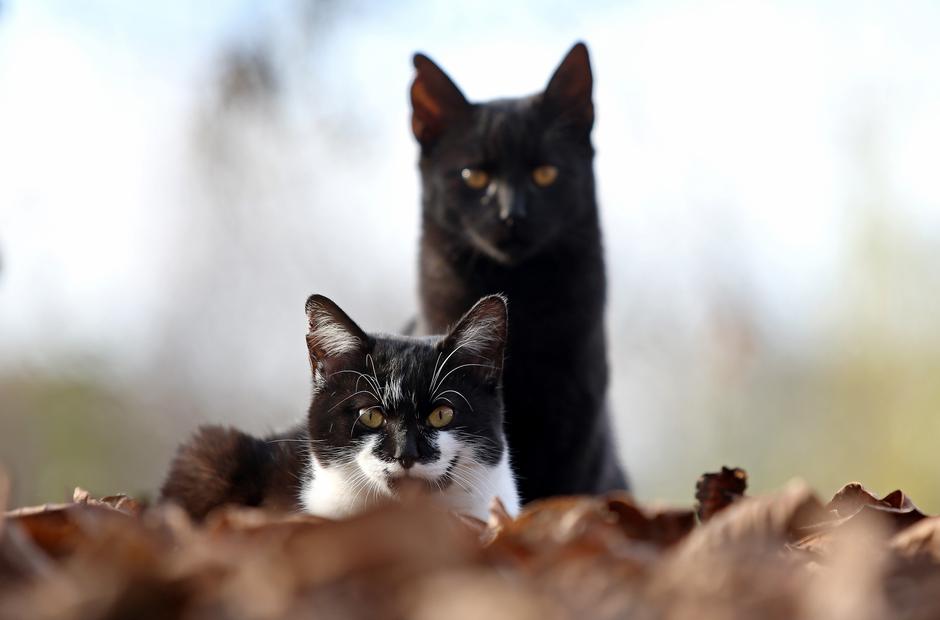 Ma?ke uživaju u jesenjem suncu