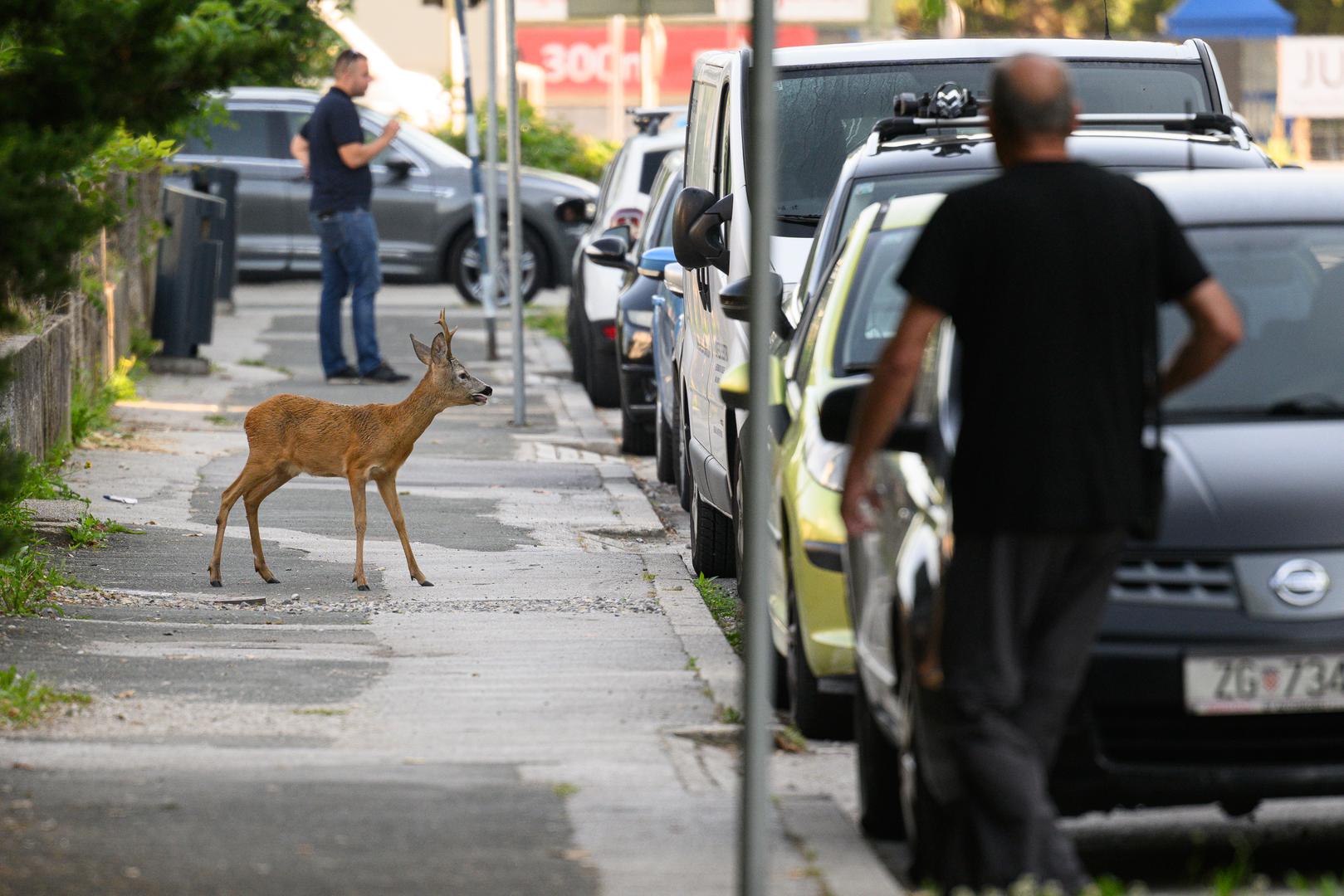 – Tijekom jutarnje prometne špice primili smo niz dojava građana za srnjaka u Novom Zagrebu, koji je najprije opažen u Središću te Sigetu i Trnskom. Terenska ekipa pokušala ga je locirati prema informacijama sugrađana, a posljednja lokacija na kojoj je viđen bio je Park Mladenaca. No, ekipa ga tamo nije pronašla, stoga zaključujemo kako se najvjerojatnije srnjak domogao prirode. Zahvalni smo građanima i medijima što su dijelili informacije o prestrašenoj životinji zahvaljujući čemu ona jutros, unatoč intenzivnom prometu, nije stradala pod kotačima automobila – istaknula je Tatjana Zajec, voditeljica Skloništa u Dumovcu. 