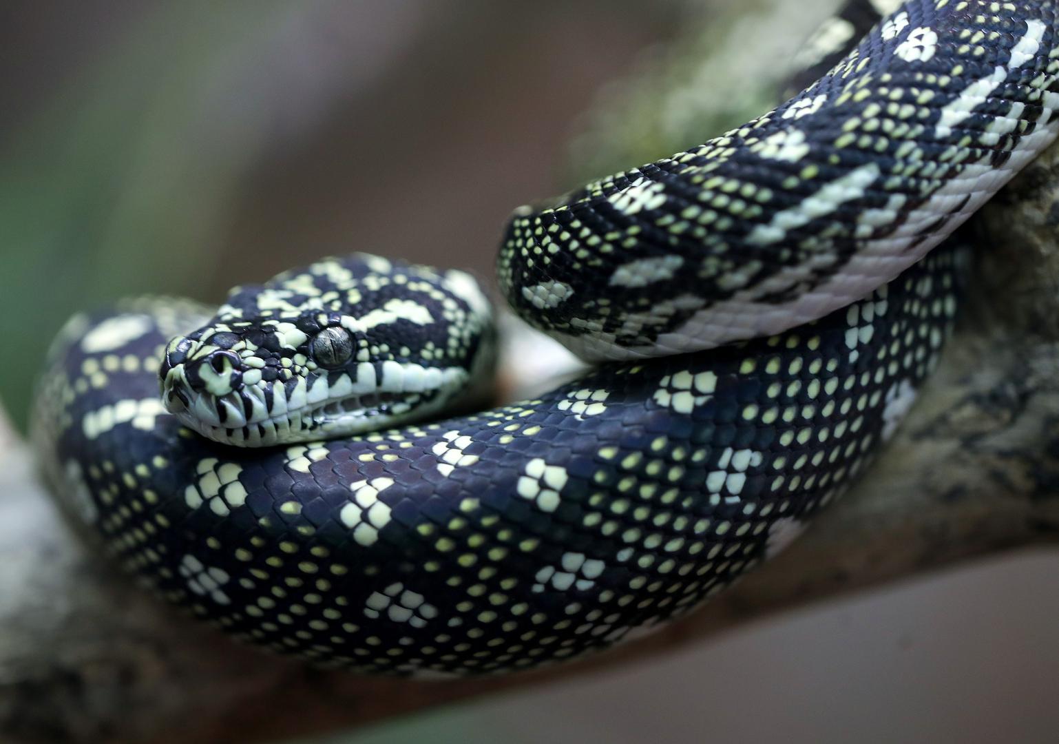 U zagrebačkoj Gornjogradskoj gimnaziji otvorena je izložba zmija "Snakes on Stross"
