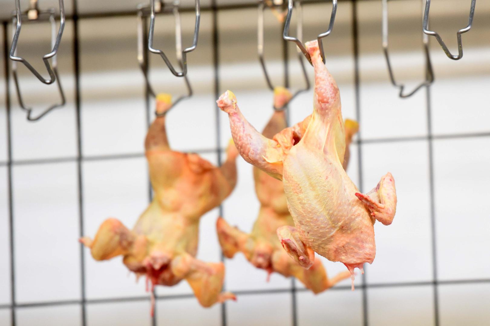 Industrijski uzgajana piletina i jaja također su na popisu namirnica koje valja izbjegavati.