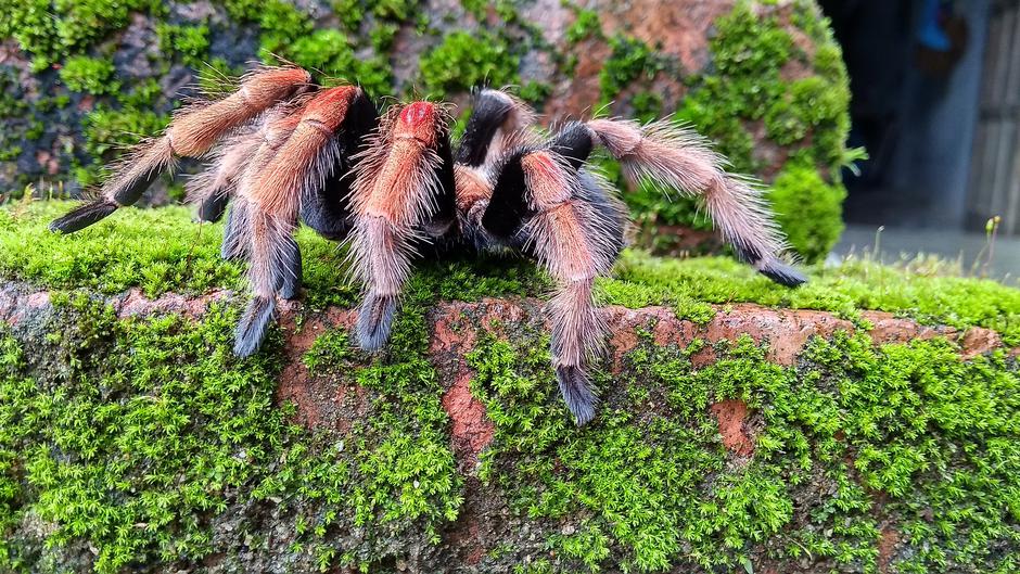 Tarantula