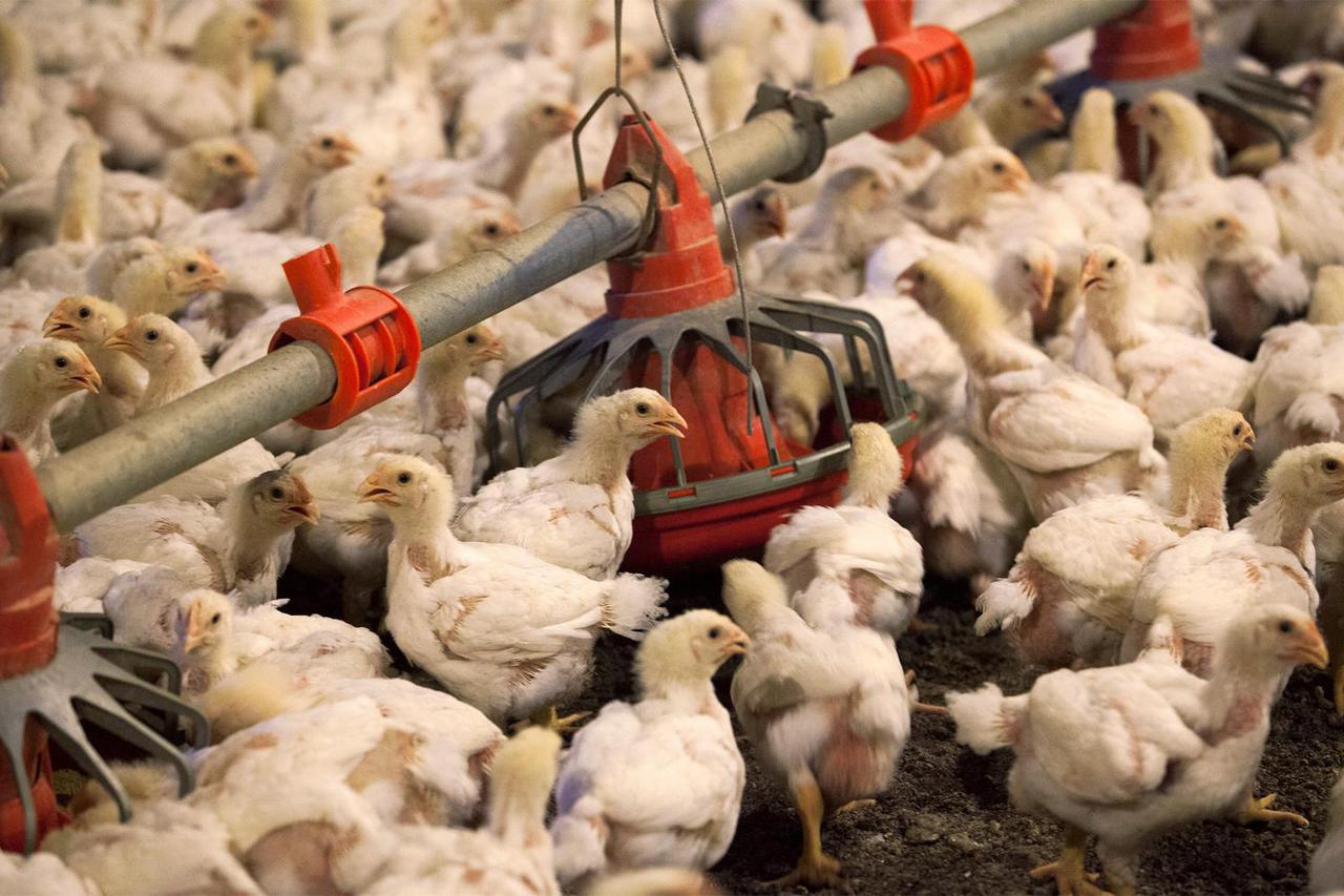 FILE PHOTO: Chickens feed from a row of feed bins at C&A Farms in Fairmont, North Carolina