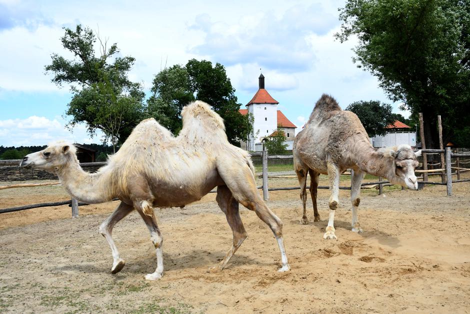 Đurđevački pijesci