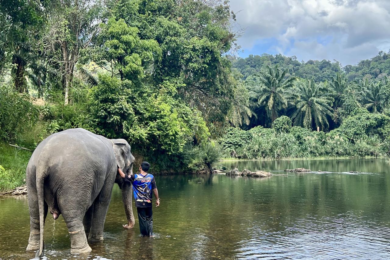 Elephant camps in Thailand