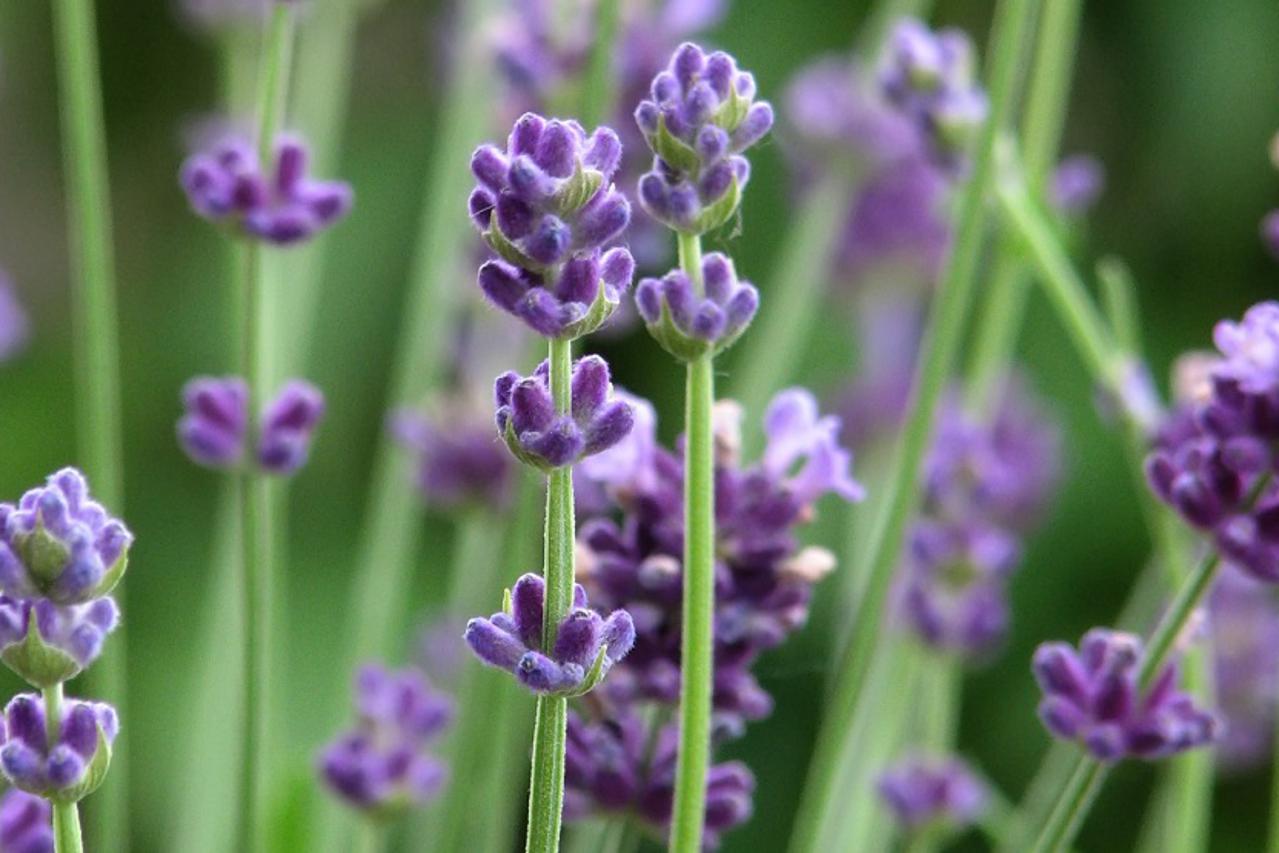 lavanda