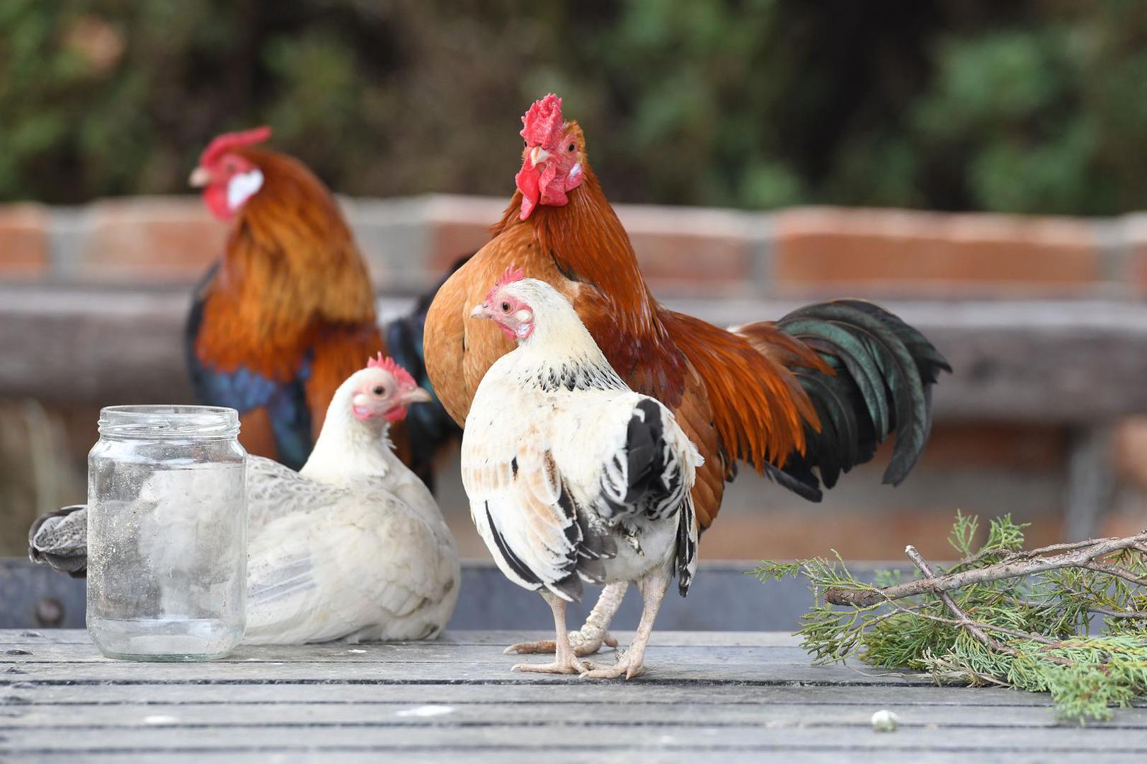 07.04.2023., Pescenica Vinicka - Nikola Bosak, vlasnik utocista za farmske zivotinje Suncani Bregec. Photo: Vjeran Zganec Rogulja/PIXSELL