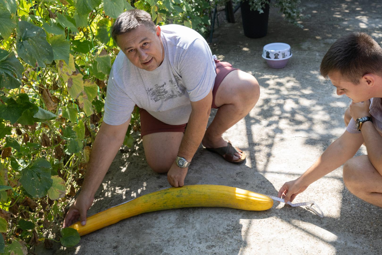 "Nekad je tjedno rastao po šest ili sedam centimetara, možda i više. Nismo se obazirali dok nije prešao 70 cm. Mislim da imam najveći krastavac ne samo u selu nego i u Hrvatskoj. Vidjet ćemo hoće li srušiti rekord", govori Sakib.