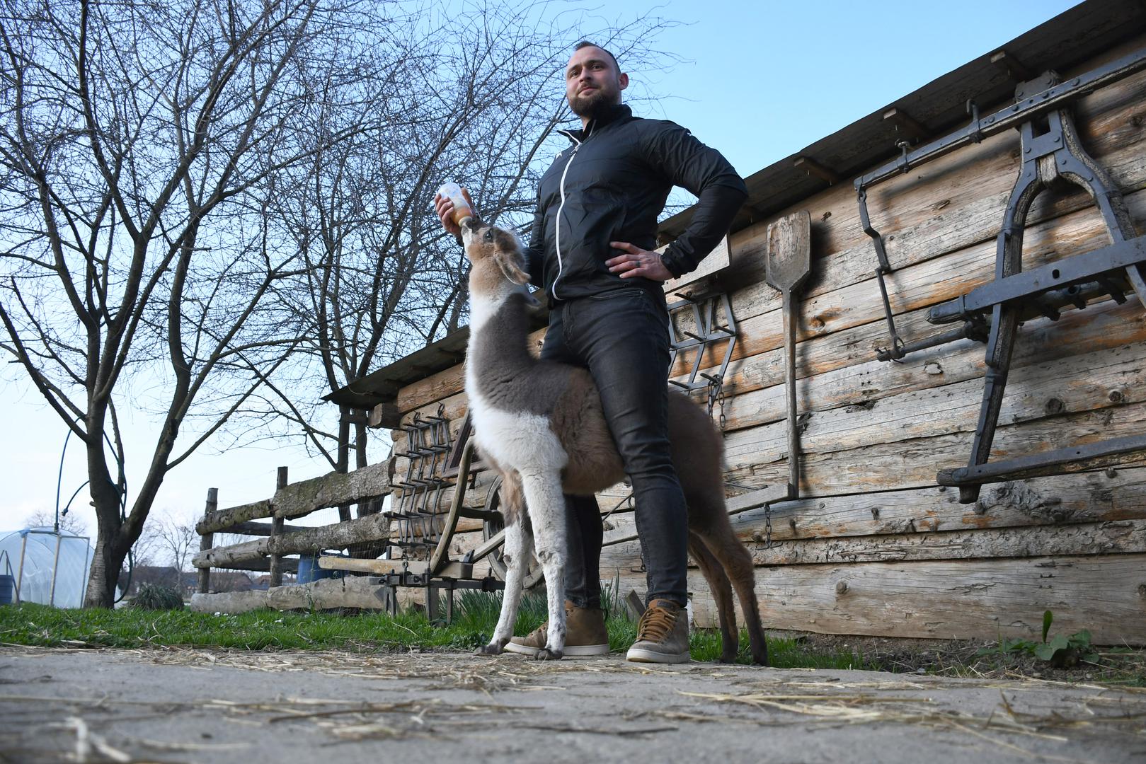 
Trenutno na Marinovoj farmi pored Koprivnice nalazi se deset lama među kojima je i jedno mladunče koje je prilikom poroda ostalo bez majke. 
