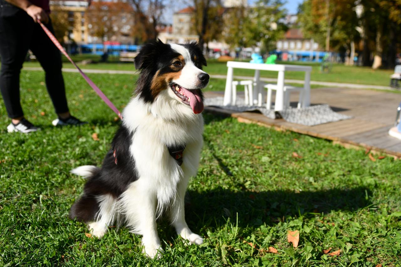 U Zagrebu se održava Festival pasa svih rasa