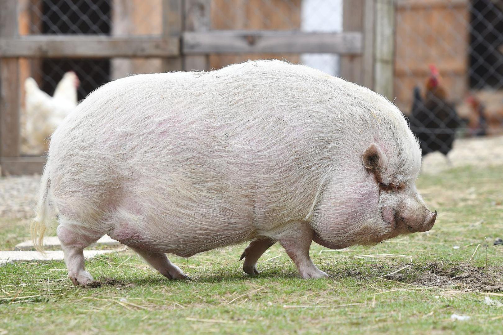 07.04.2023., Pescenica Vinicka - Nikola Bosak, vlasnik utocista za farmske zivotinje Suncani Bregec. Photo: Vjeran Zganec Rogulja/PIXSELL