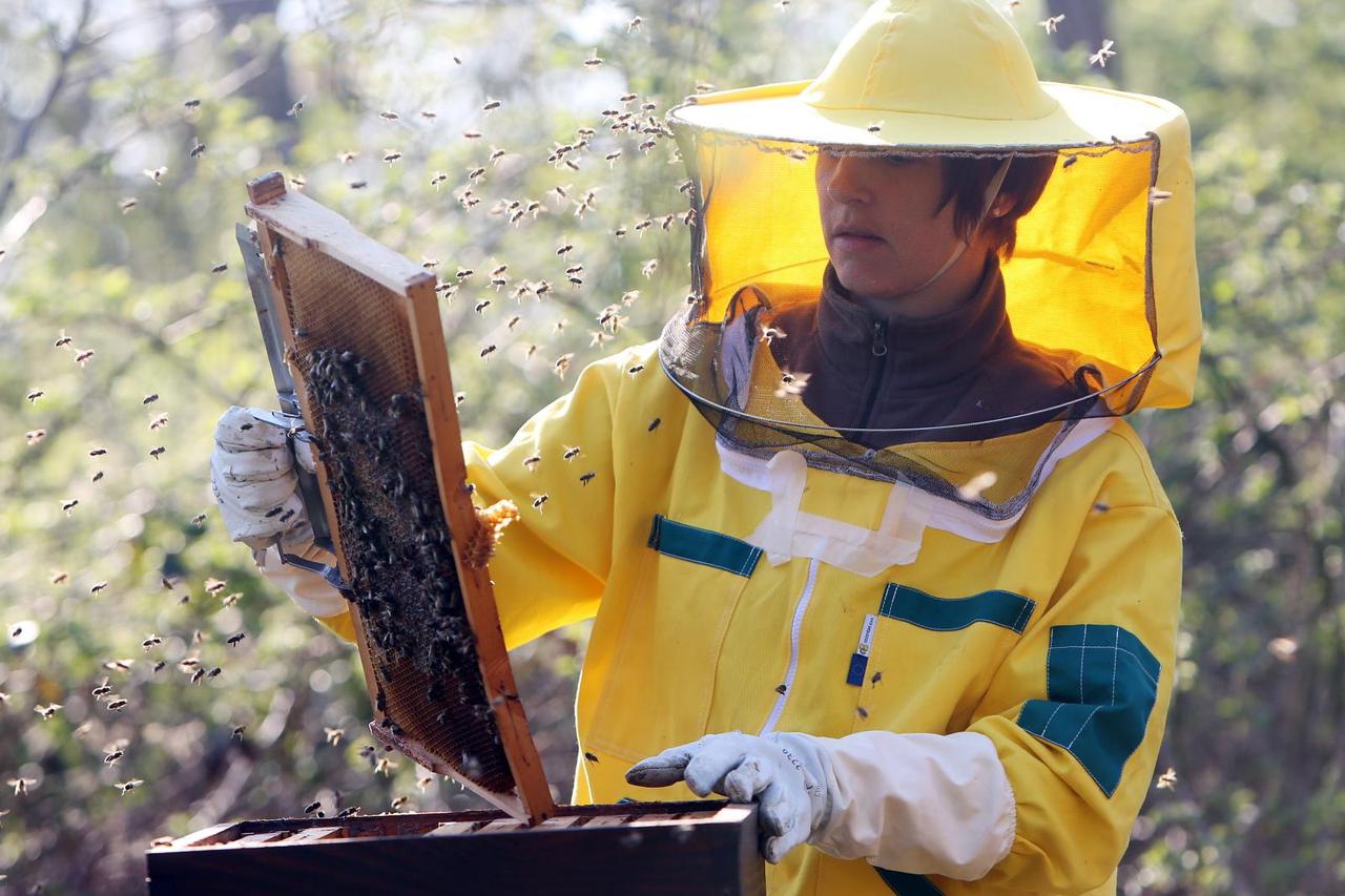Brojni pčelari sunčano vrijeme koriste za prve proljetne preglede pčelinjih zajednica