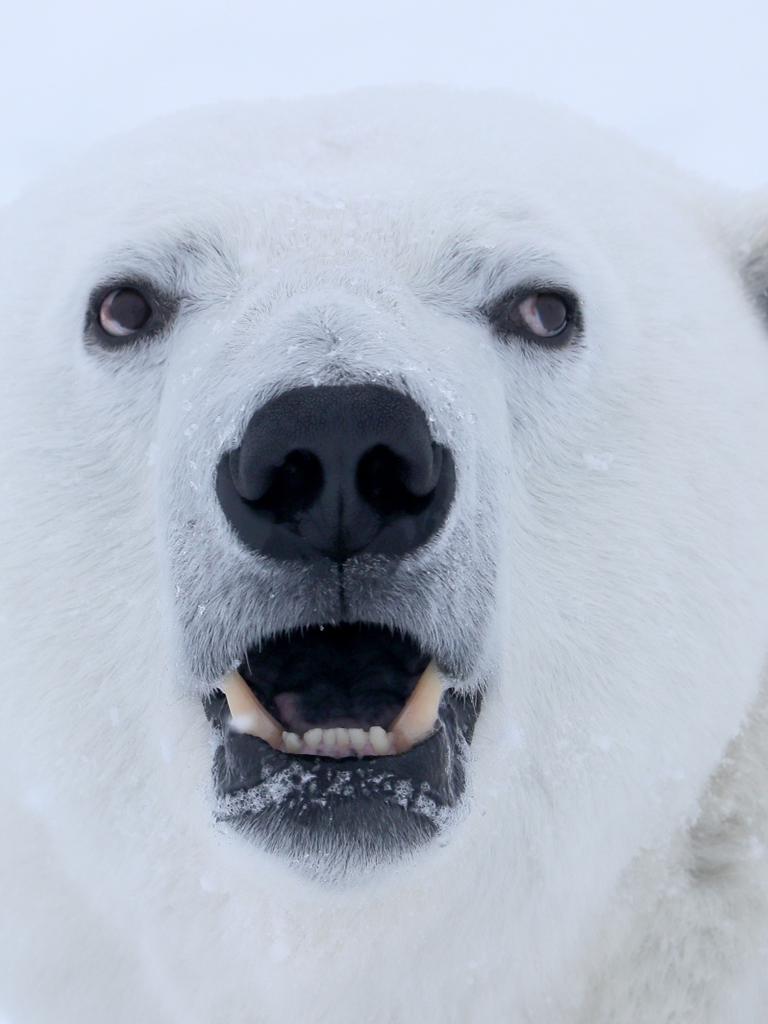 ima li polarnih medvjeda u labradoru