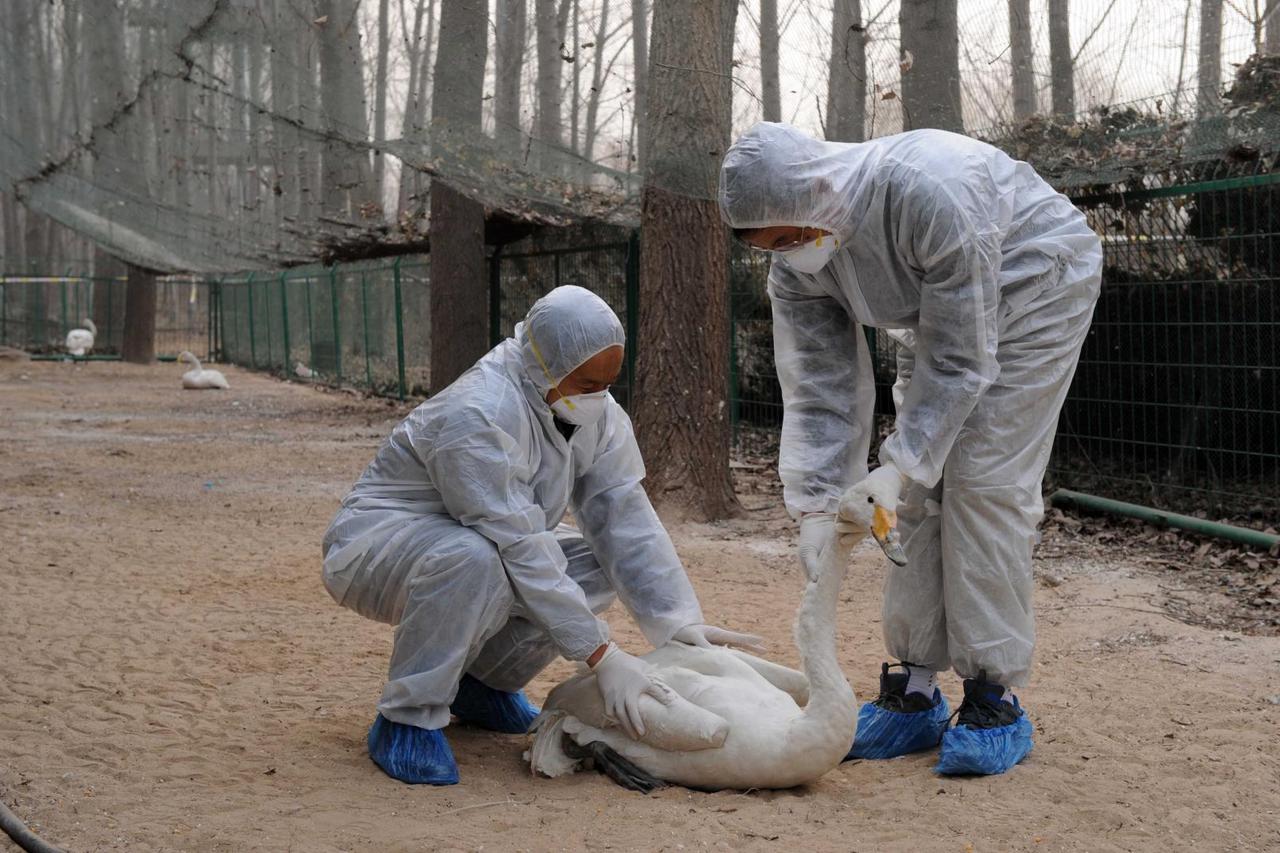 CHINA-SANMENXIA-BIRD FLU (CN)