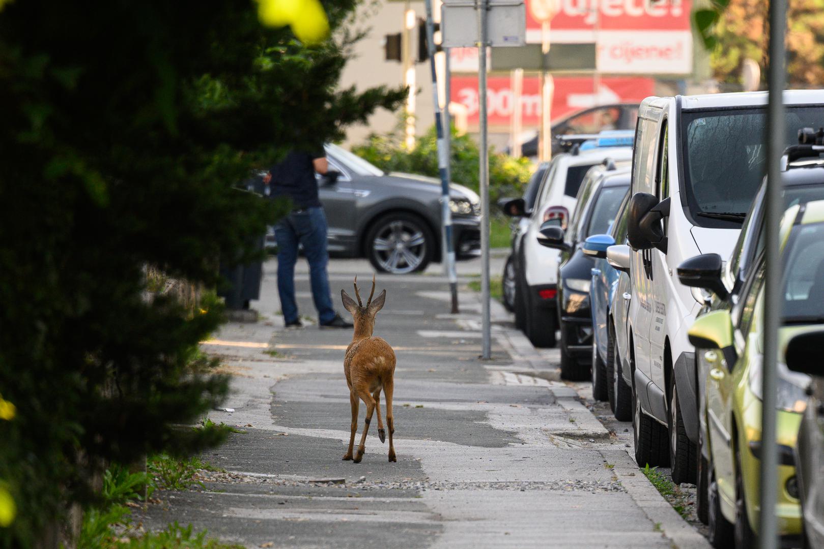 Iz zagrebačkog Skloništa za nezbrinute životinje u Dumovcu kažu kako su zaprimili dojavu, a za uplašenog srndaća pobrinut će se ekipa hvatača.  