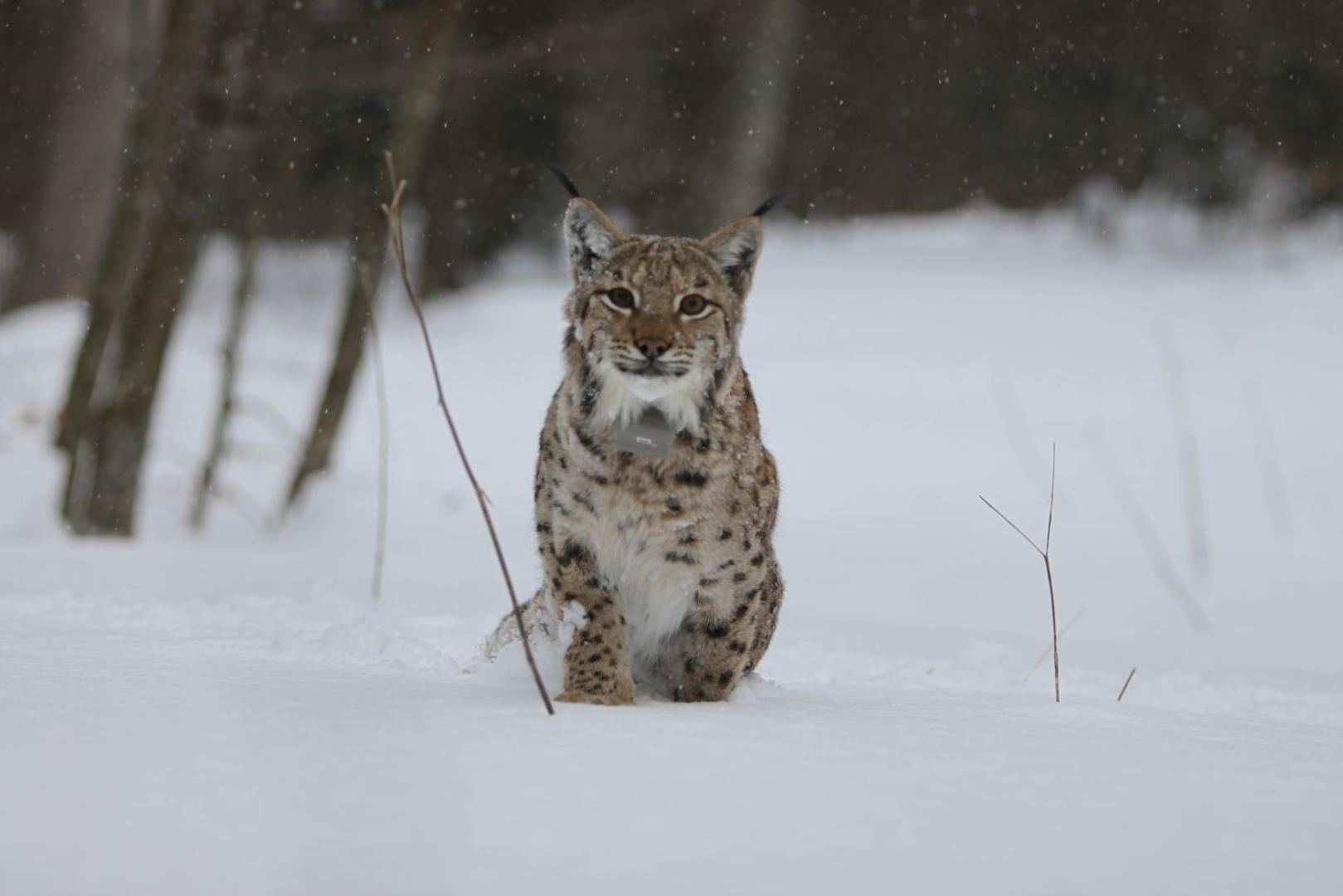 Jedna od mnogobrojnih slika risa nastalih u sklopu projekta LIFeE Lynx