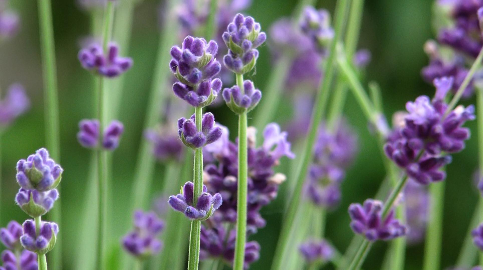 Lavanda: Lavanda je biljka s jakim mirisom koja može spriječiti ulazak muha u vaš dom i vrt. Stručnjaci preporučuju: ‘Uzgajajte lavandu vani, stavite buket svježe lavande u vazu ili koristite ulje lavande blizu ulaza i prozora. Miris lavande je poznat po tome što odbija muhe, držeći ih podalje od vašeg doma’. Lavanda ne samo da tjera muhe, već i štakore i komarce.