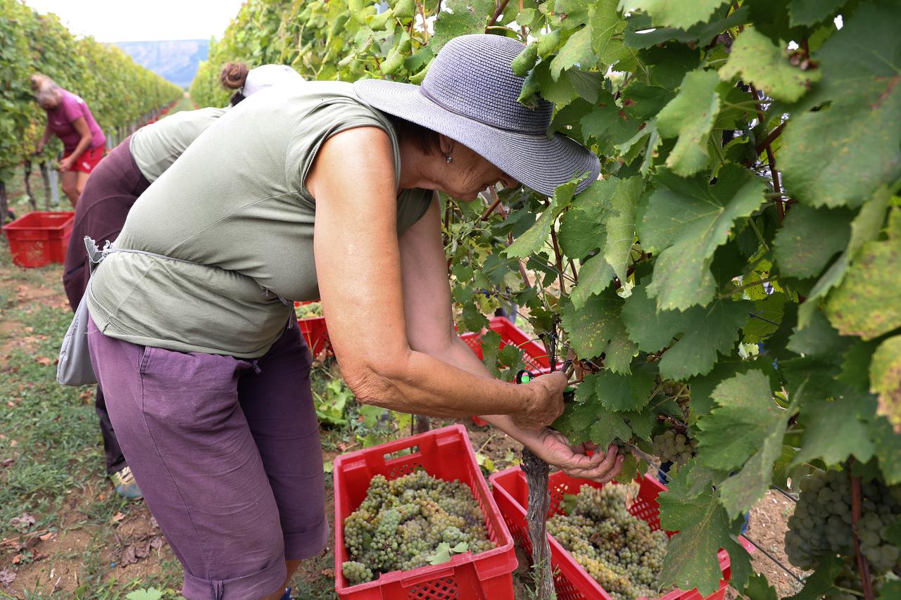 Imotski: Započela je berba grožđa u vinogradima Nikice Katića