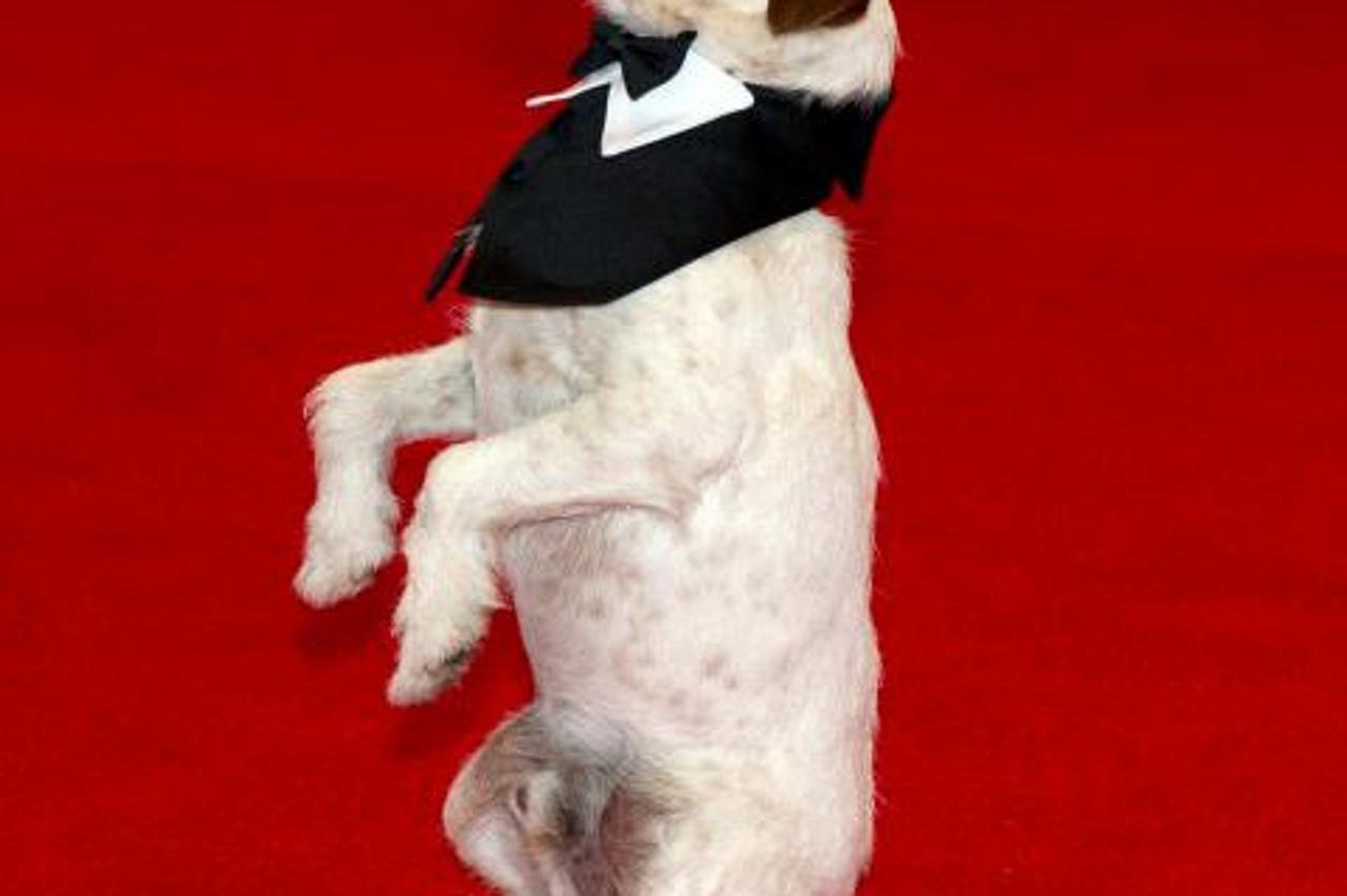 Uggie