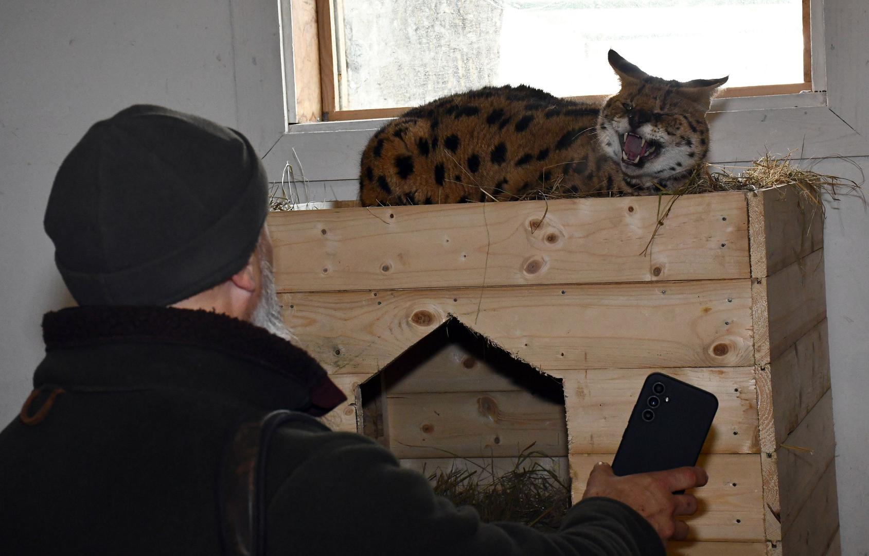 11.01.2024., Ruscica - Macka serval koja je pronadjena u Gorskom Kotaru, trenutno smjestena u Centru za zbrinjavanje zasticenih zivotinja, u privatnom ZOO vrtu Mirka Mileca u Ruscici. Photo: Ivica Galovic/PIXSELL